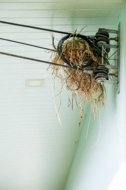 Kuş yuvası tavana yakın elektrik kablosu üzerine kurulmuş, doğanın kentsel çevreye uyum sağladığını gösteriyor. Konut ve sanayi ortamlarında doğaçlama yerleşim alanı.