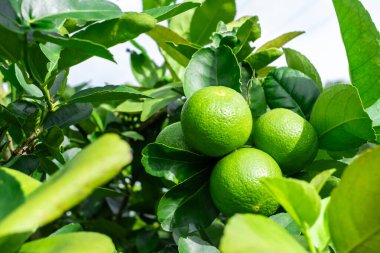 Yeşil limonlar, doğal bir dalı olan turunçgillerdir. Bahçedeki yeşil limon ağacı gün ışığında. Dala asılı taze yeşil limon meyvesi.