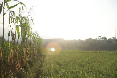 Sabah yeşil pirinç tarlası