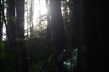 Sabah güzel bir orman