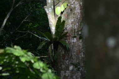 Ormanda yeşil yapraklar