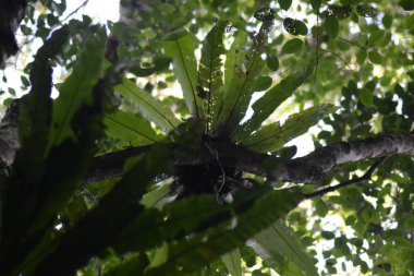 Ormanda yeşil yapraklar