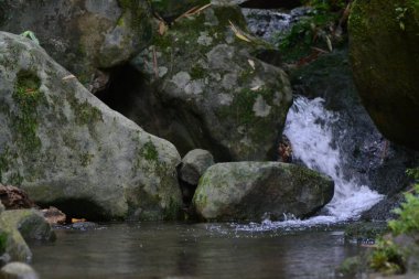 Ormandaki nehrin güzel manzarası