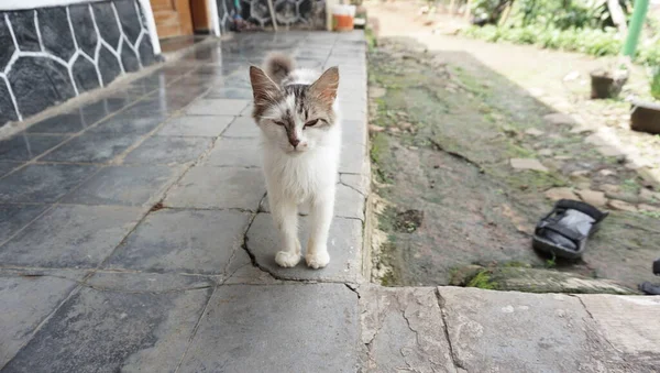 Gato Sentado Rua — Fotografia de Stock