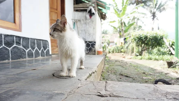 かわいい猫が屋外に 自然ペット — ストック写真