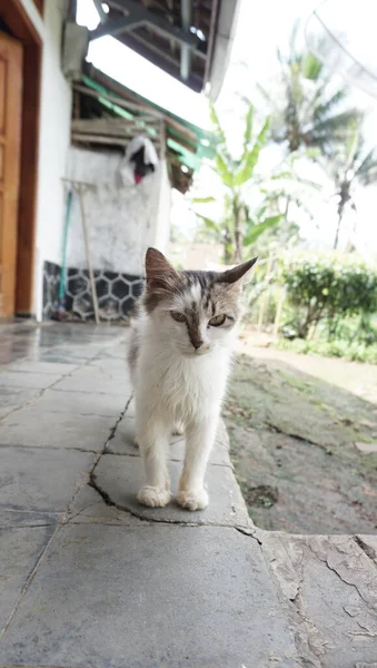 Bahçede Bir Kedi — Stok fotoğraf