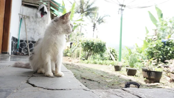 Белая Кошка Открытом Саду — стоковое фото