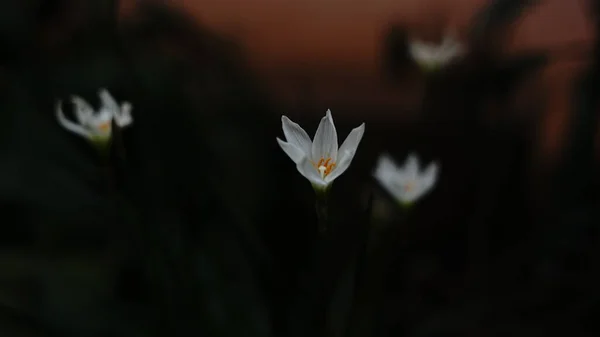 Vacker Vår Trädgård Blommor Växer Utomhus — Stockfoto