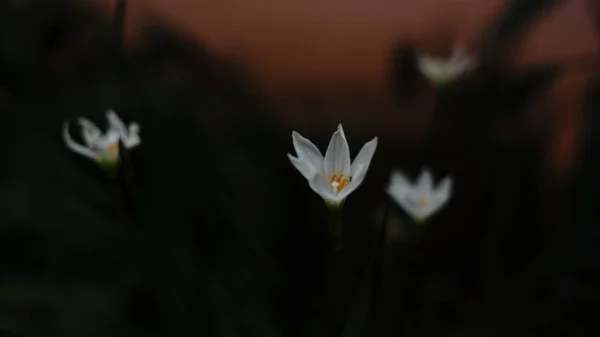 Bulanık arka planda çiçek açan yakın plan fotoğrafı, yaz zamanı.