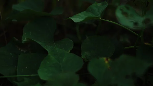 Güzel botanik fotoğrafı, doğal duvar kağıdı.