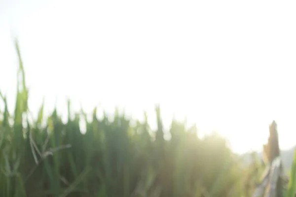 Yeşil yaprakların arka planı ve bulanık ışık, doğal ve bokeh.