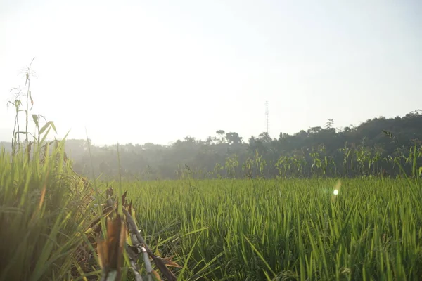 Рисовое Поле Утром Летом — стоковое фото