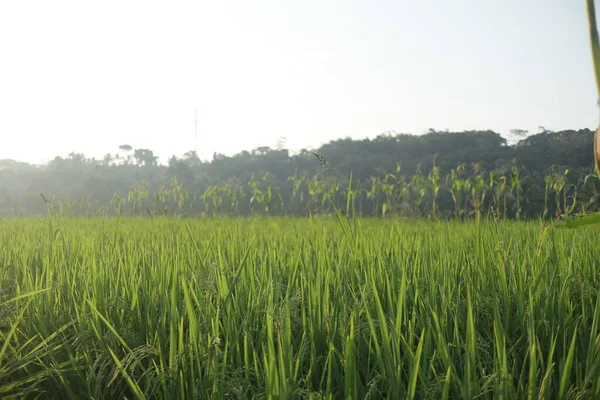 Красивое Зеленое Рисовое Поле Солнечный День — стоковое фото