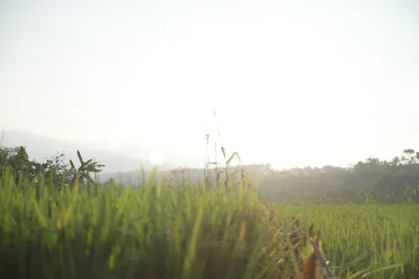 Рисовая Плантация Зеленой Травой Рисовом Поле — стоковое фото