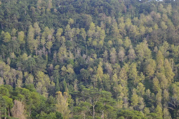 stock image beautiful view of the forest