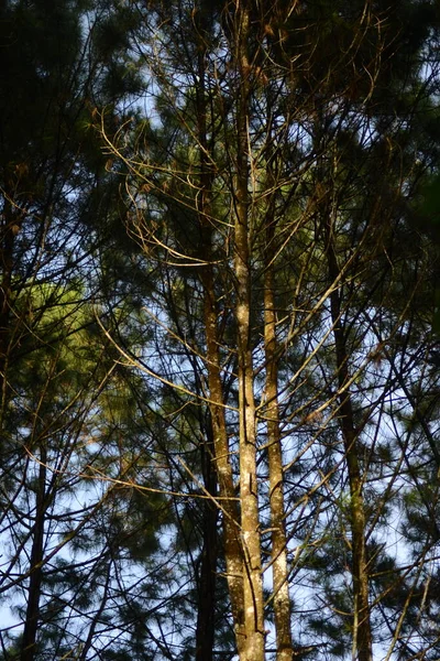 Las Sosnowy Rano — Zdjęcie stockowe