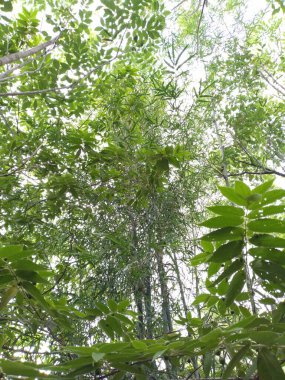 trees with dense undergrowth at the edge of the forest
