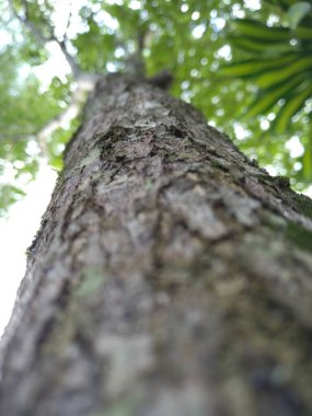 Vuruşları ve pürüzlü dokusu olan ağaç gövdesi