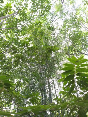 trees with dense undergrowth at the edge of the forest