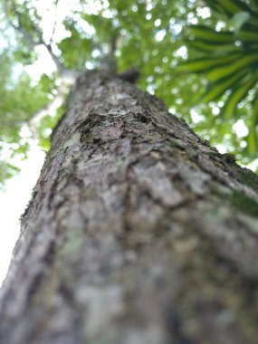Vuruşları ve pürüzlü dokusu olan ağaç gövdesi