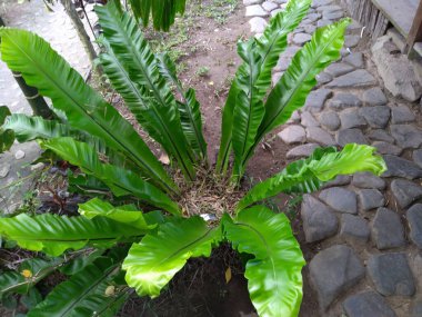Uzun yeşil yapraklı kuş yuvası eğreltiotu bitkisi.