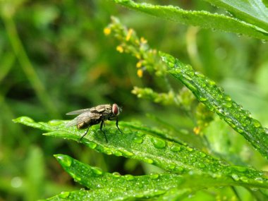 fruit flies that perch on leaves and other plants