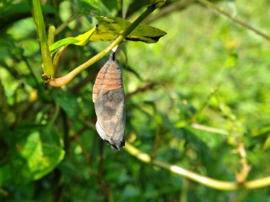 Insect cocoons that haven't come out yet are still attached to plant branches