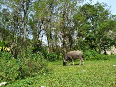 a buffalo eating grass at the edge of the forest