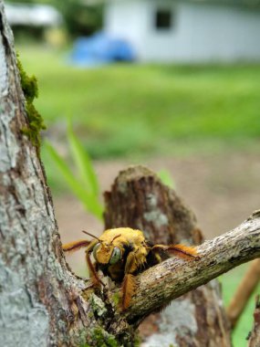 A large yellow beetle perches on a tree branch, in this close-up photo