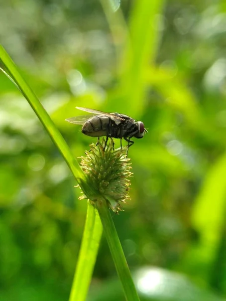 fruit flies that perch on leaves and other plants