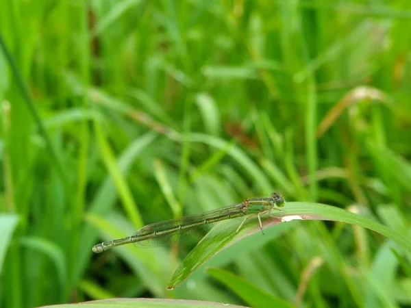 needle dragonfly perched on tall grass