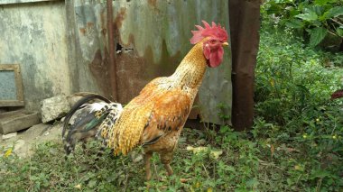 an orange rooster with a big red comb looking for food