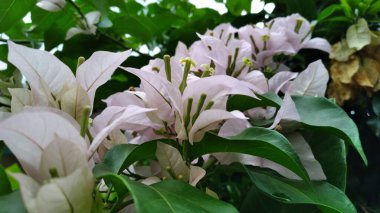 paper flower ( Bougainvillea ) which has dense leaves with white and light purple colors