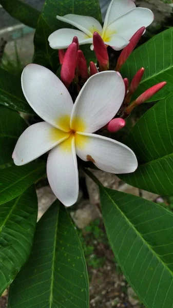 frangipani flowers (plumeria) with lots of white flowers with a little yellow