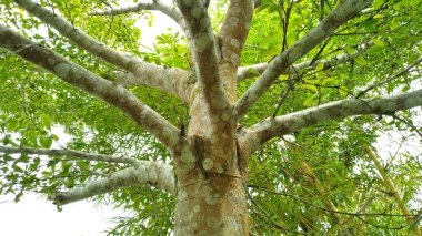 a tree trunk with thick green leafy branches