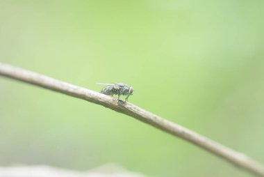 flies that perch on dry leaves and tree branches