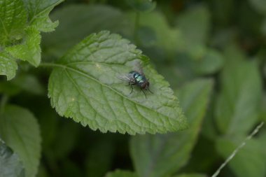 flies that perch on dry leaves and tree branches