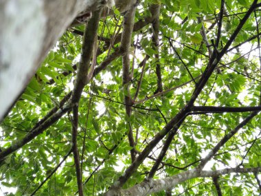 Close-up of tree branches with blurred background