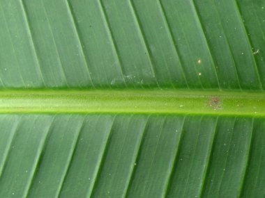 Banana leaf surface with stripes