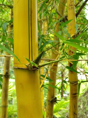 yellow bamboo plants with dense leaves and many clumps