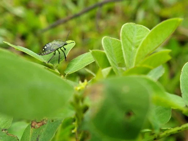 round green stink bug on a plant leaf