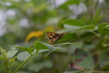 butterfly with orange color perched on the leaf