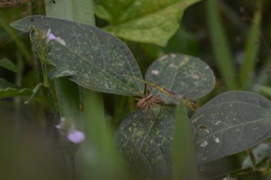 forest spider on plant leaf