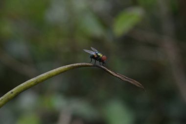 fruit flies that perch on the branches of plants up close