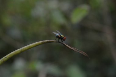 fruit flies that perch on the branches of plants up close