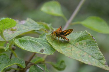 butterfly with orange color perched on the leaf