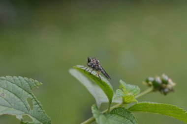a small gray robber fly that perches on plant leaves