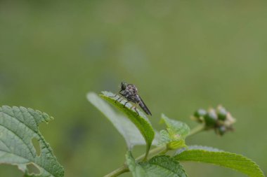 a small gray robber fly that perches on plant leaves