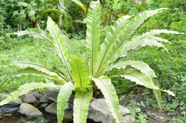 a forest fern with long green leaves