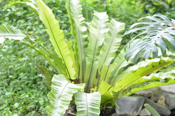 a forest fern with long green leaves